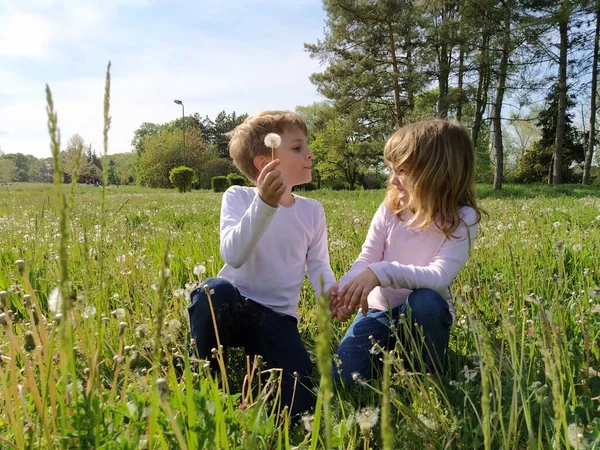 Junge Und Mädchen Auf Dem Rasen Niedliche Kinder Pflücken Wiesenblumen — Stockfoto