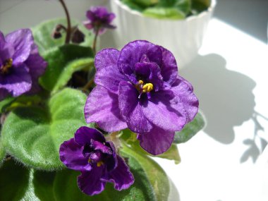 Parlak mor Saintpaulia. Birkaç çiçek. Kapalı alan bitkisi. Evin içini ve rahatlığını. Beyaz bir masaya yakın çekim.