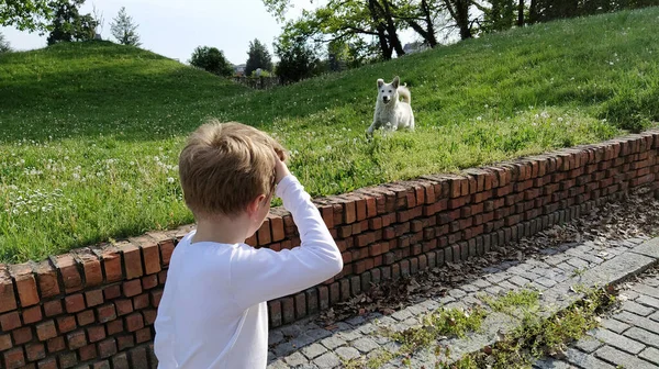 犬を連れた少年 公園で遊んでいるペットの子供 少年は背を向けて立ち 手を頭にかざす 白い犬は喜んでジャンプします 丘陵地帯 — ストック写真