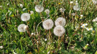 Yeşil yapraklar ve otlardan oluşan bir zemin üzerinde hava tohumları olan birkaç beyaz karahindiba. Yaz güneşli hava. Yüksek doğurganlık. Karahindiba, latin. Taraxacum - Astra ya da Asteraceae familyasının daimi bitki cinsi..