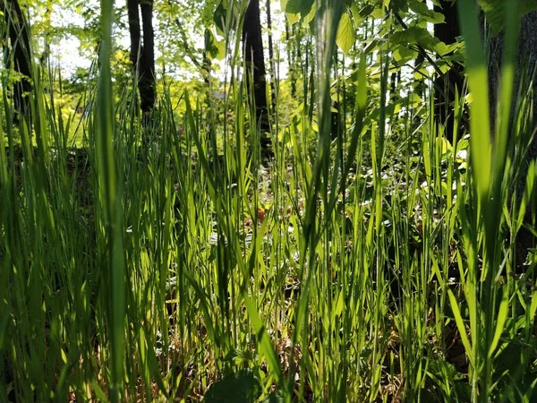 Зеленая Трава Лесу Лужайка Городе Солнечные Лучи Блики Сквозь Листву — стоковое фото