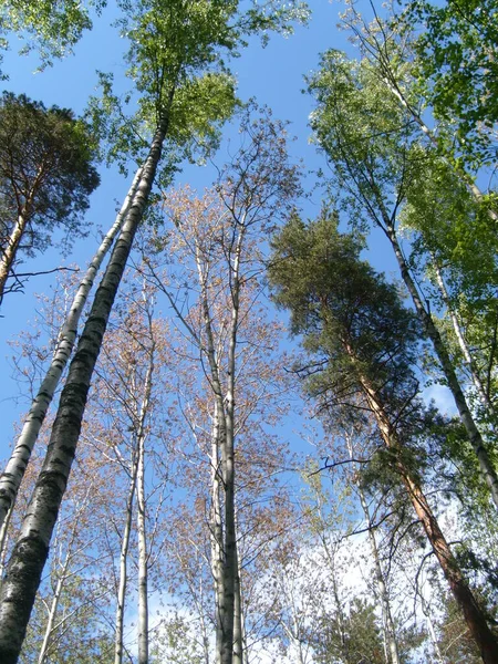 Coronas Árboles Altos Bosque Mixto Del Norte Flora Escandinava Karelia — Foto de Stock