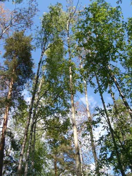 Crowns of tall trees in a mixed northern forest. Scandinavian flora, Karelia, Finland. Green foliage and semi-dry tree trunks against a blue cloudless sky.