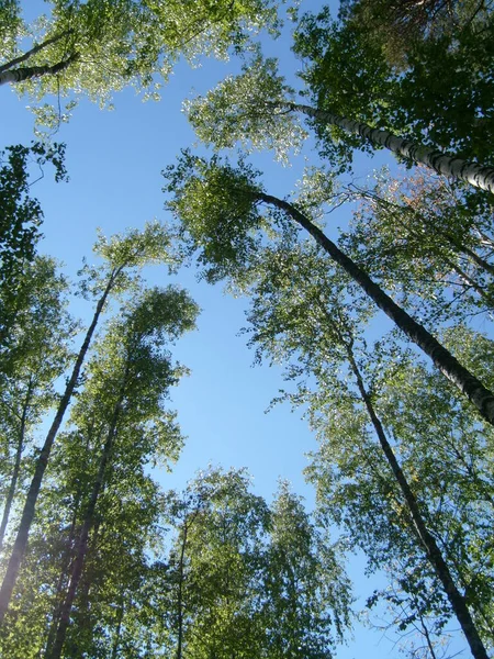 Coronas Árboles Altos Bosque Mixto Del Norte Flora Escandinava Karelia — Foto de Stock