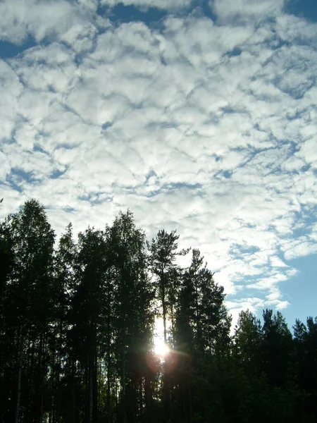 High Cumulus Cirrocumulus Clouds Sunset Picturesque Landscape Forest Sky Clouds — Stock Photo, Image