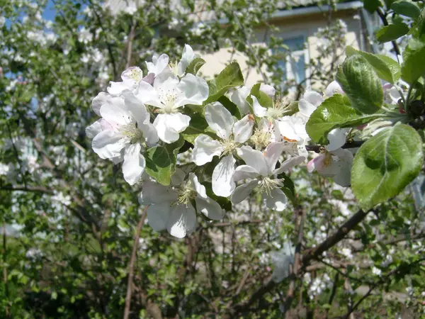 Kwiat Jabłoni Zbliżenie Delikatnych Białych Płatków Żółtych Stamenów Wiosenne Kwitnienie — Zdjęcie stockowe