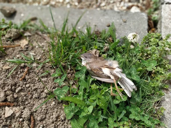 Pardal Casa Morta Passarinho Morto Uma Gaja Caída Estique Pernas — Fotografia de Stock