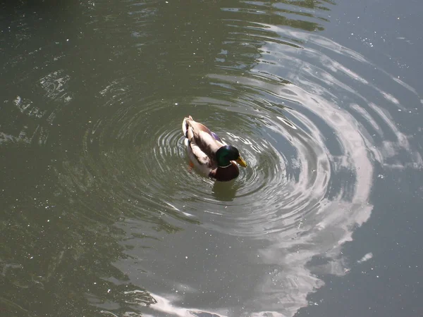 ウッド ダック ドレイク 鳥は水の上に浮かんでいる 水の上の円 — ストック写真