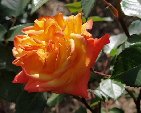 Rosa Dois Tons Variedade Híbrida Chá Rosa Amarelo Alaranjada Flor — Fotografia de Stock