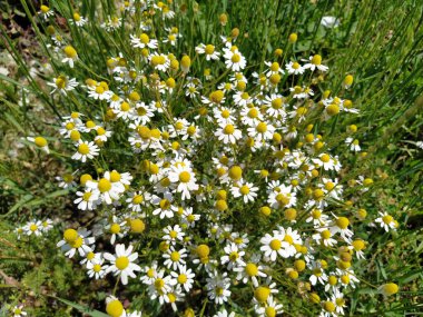 Güneşli bir günde bir alan üzerinde yabani papatya çiçekler