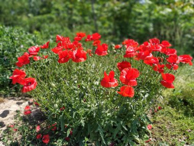 Vahşi kırmızı gelincikler çalısı. Güzel kır çiçekleri. Arka plan bulanık. Gelincik alanı