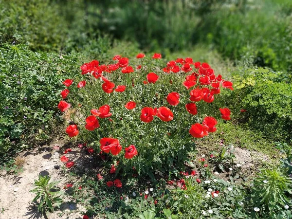 野生の赤いケシのブッシュ 美しい野の花 背景がぼやけている ケシ畑だ ケシの繊細な花弁 明るい花の背景 — ストック写真