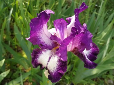 Ortası beyaz olan güzel mor bir göz. Kıvrımlı parlak çiçek yaprakları. Yeşil bulanık arkaplan. İris üretimi. Kocaman bir tomurcuk. İnce, uzun yapraklar. Kartpostal.