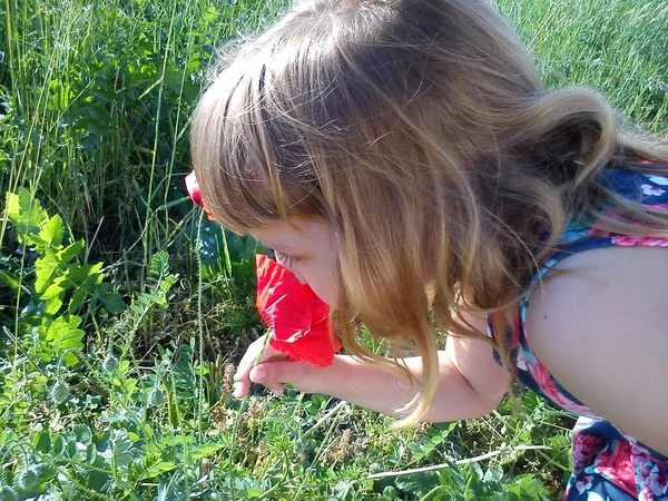 Piccola Ragazza Capelli Ricci Annusare Papaveri Rossi — Foto Stock