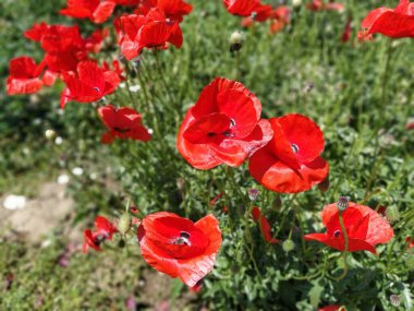 Sahada parlak kırmızı gelincikler açıyor. Vahşi, güzel çiçekler. Yumuşak çiçek yaprakları güneşte parlar. Haşhaş tomurcukları çözülüyor. Bulanık bokeh