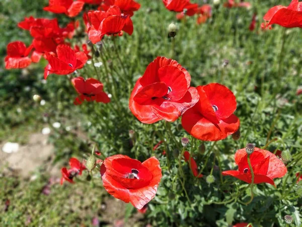 Sahada parlak kırmızı gelincikler açıyor. Vahşi, güzel çiçekler. Yumuşak çiçek yaprakları güneşte parlar. Haşhaş tomurcukları çözülüyor. Bulanık bokeh