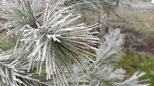 冬天的背景在霜雪中的针叶树 — 图库照片