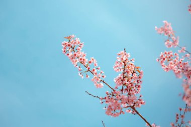 vahşi Himalaya kiraz bahar çiçeği