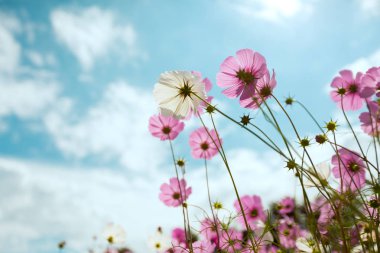 Cosmos çiçek çiçek bahçesinde