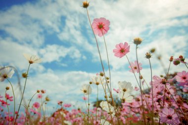 Cosmos çiçek çiçek bahçesinde