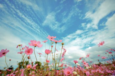 Cosmos çiçek çiçek bahçesinde