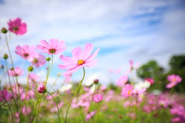 Cosmos çiçek çiçek bahçesinde