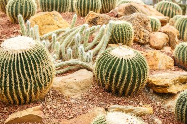 Kaktüs kurak alan üzerinde 