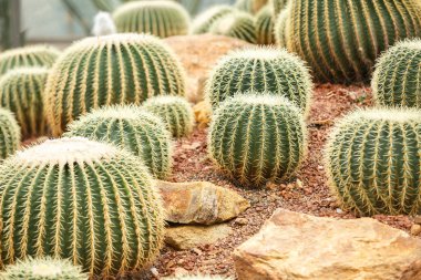 Kaktüs kurak alan üzerinde 