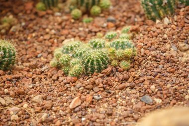 Kaktüs kurak alan üzerinde 