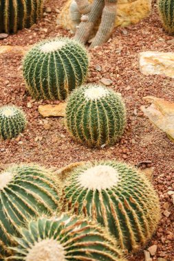 Kaktüs kurak alan üzerinde 