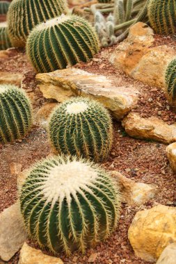 Kaktüs kurak alan üzerinde 