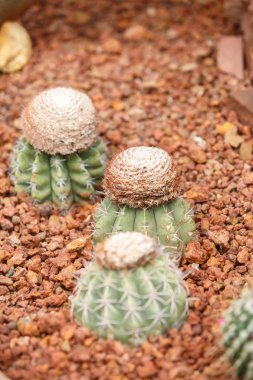 Kaktüs kurak alan üzerinde 