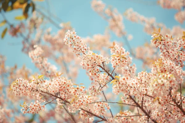 Wilde Himalaya-Kirsche Frühlingsblüte — Stockfoto