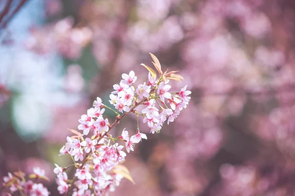 Wilde Himalaya-Kirsche Frühlingsblüte — Stockfoto