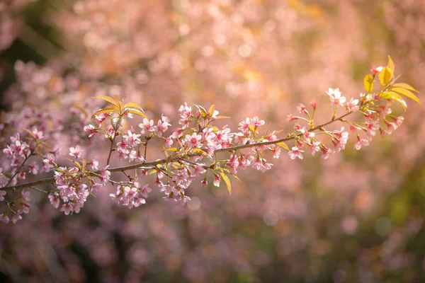 Vilda himalayan körsbär våren blossom — Stockfoto
