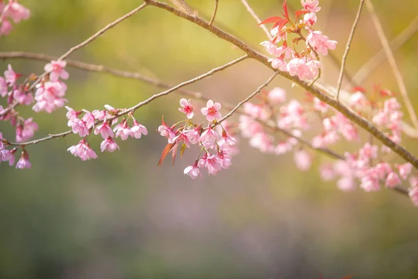 Wilde Himalaya-Kirsche Frühlingsblüte — Stockfoto