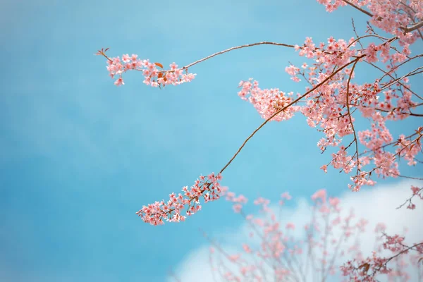 Flor selvagem da primavera da cereja do Himalaia — Fotografia de Stock