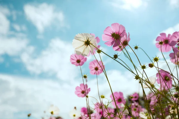 Cosmos flower blossom in garden — Stock Photo, Image