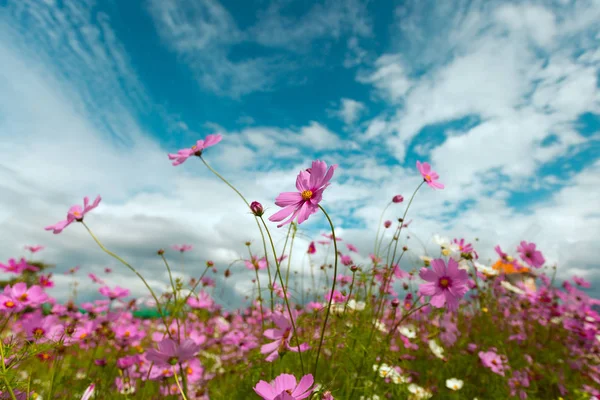 Cosmos çiçek çiçek bahçesinde — Stok fotoğraf