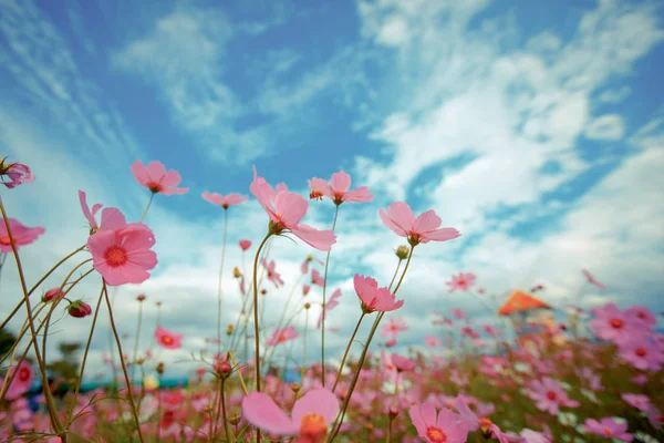 Cosmos çiçek çiçek bahçesinde — Stok fotoğraf