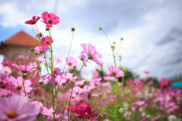 Cosmos flor flor en el jardín —  Fotos de Stock