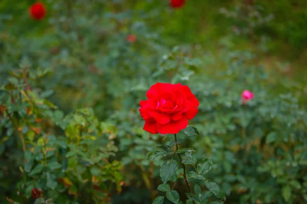 Rose flower in garden — Stock Photo, Image