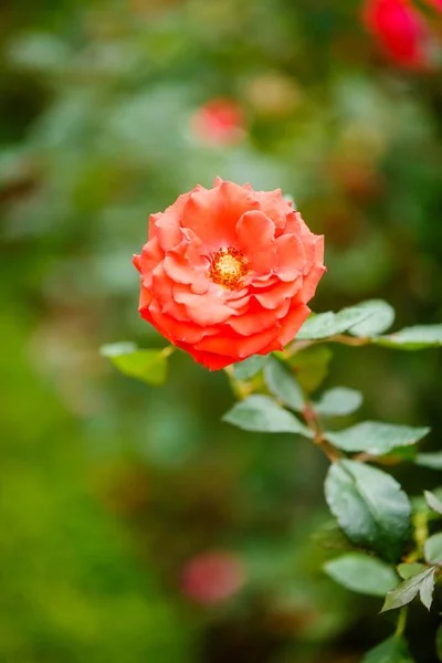 Rose flower in garden — Stock Photo, Image