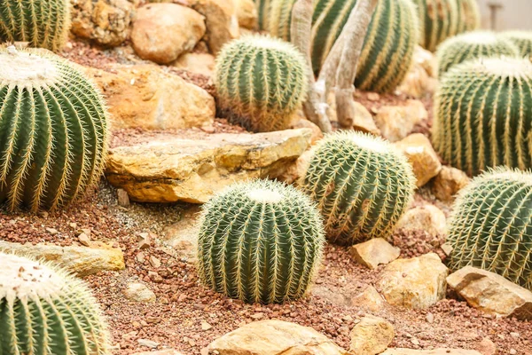 Kaktüs kurak alan üzerinde 