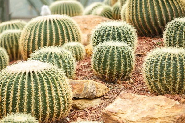 Kaktüs kurak alan üzerinde 