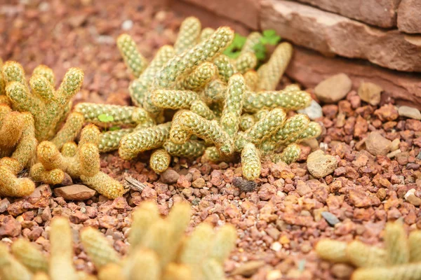 Cactus on arid area — Stock Photo, Image