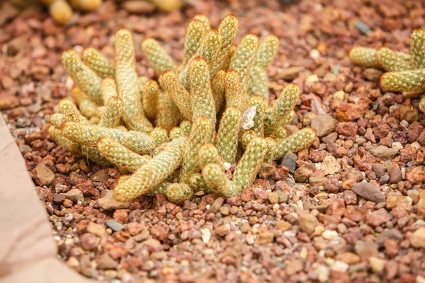 Cactus en zona árida —  Fotos de Stock