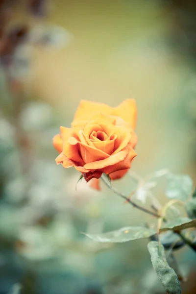 Gül bahçesinde çiçek — Stok fotoğraf