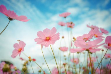 Cosmos çiçek çiçek bahçesinde