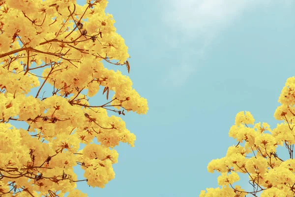 Gele tabebuia bloem bloesem — Stockfoto